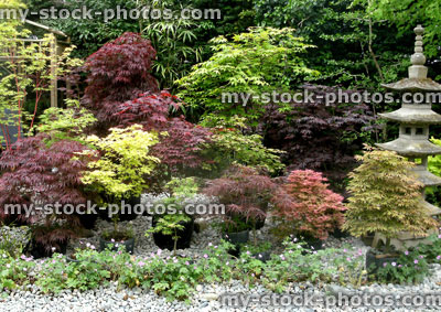 Stock image of Japanese maple trees growing in pots, pagoda lantern