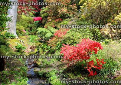 Stock image of woodland garden stream, red azalea flowers and maples