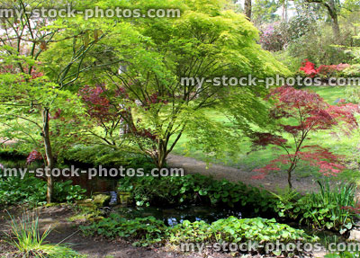 Stock image of green and red Japanese maples in oriental garden