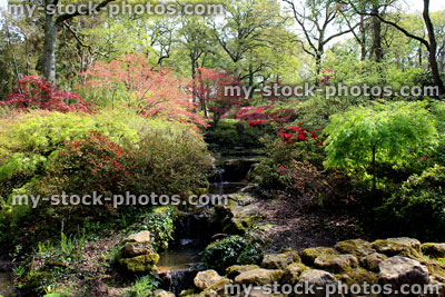 Stock image of woodland garden, with pond, waterfall, Japanese maples, azaleas