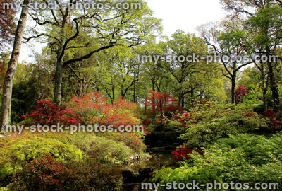 Stock image of stunning woodland garden, with springtime azalea flowers
