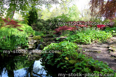 Stock image of stream in woodland garden, with bog plants, azaleas
