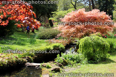 Stock image of stream in woodland garden, with Japanese maples (acers)