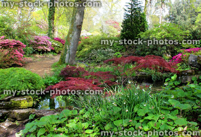 Stock image of woodland garden, with stream, bog plants, Japanese maples