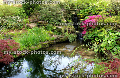 Stock image of garden pond with reflections, azaleas, bog plants, maples