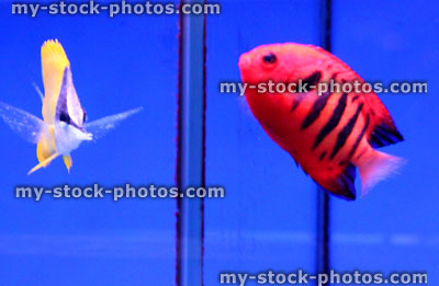 Stock image of two saltwater marine fish, orange angelfish and yellow longnose butterflyfish