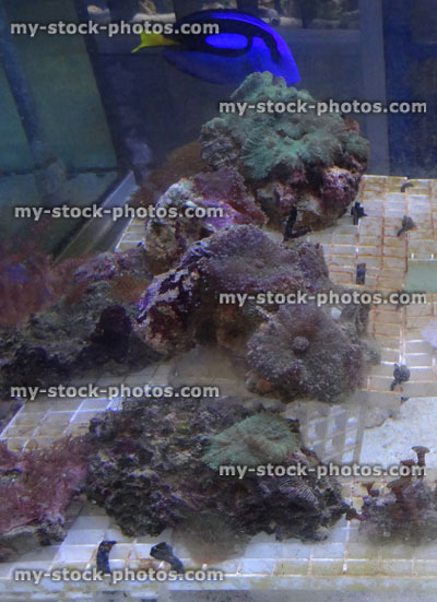 Stock image of marine aquarium / saltwater reef tank, living coral frags for sale