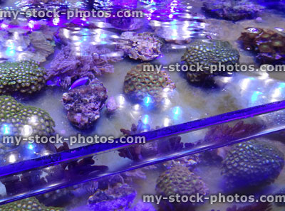 Stock image of marine aquarium / saltwater reef tank, living coral frags