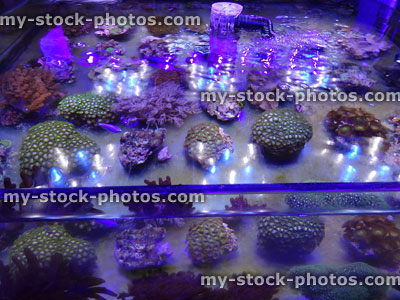 Stock image of marine aquarium / saltwater reef tank, living coral frags