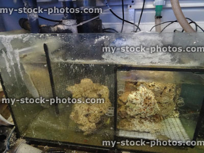 Stock image of hidden saltwater marine aquarium, fish tank filter, live rock
