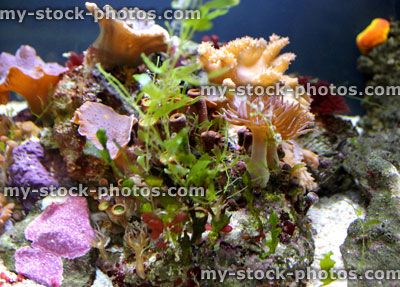 Stock image of coral reef and seaweed living in marine fish tank / aquarium