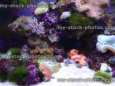 Stock image of marine aquarium / saltwater reef tank with living coral