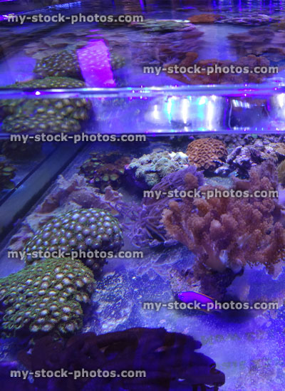 Stock image of marine aquarium / saltwater reef tank, living coral frags