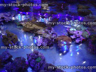 Stock image of marine aquarium / saltwater reef tank, living coral frags