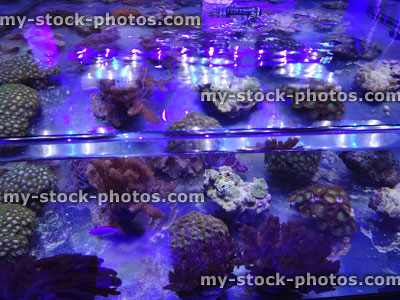 Stock image of marine aquarium / saltwater reef tank, living coral frags