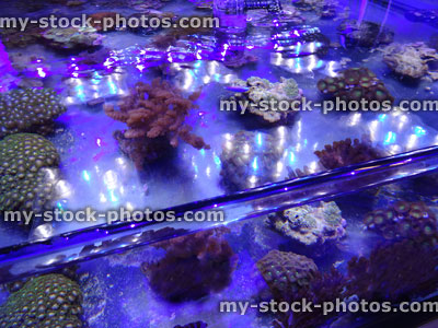 Stock image of marine aquarium / saltwater reef tank, living coral frags