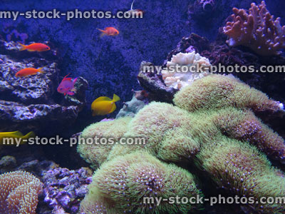 Stock image of tropical marine aquarium fish tank, real living coral reef
