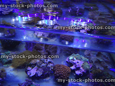 Stock image of marine aquarium / saltwater reef tank, living coral frags