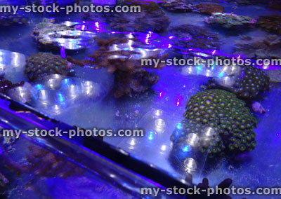 Stock image of marine aquarium / saltwater reef tank, living coral frags