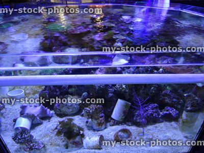 Stock image of marine aquarium / saltwater reef tank, living coral frags