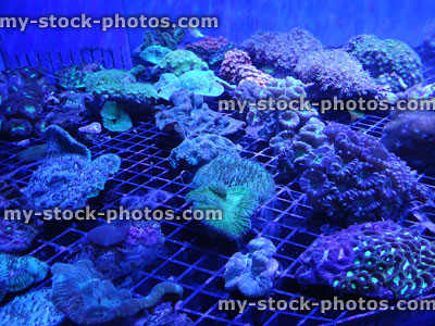 Stock image of coral aquaculture fish tank / marine aquarium, propagating living coral frags