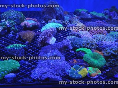 Stock image of coral frags in aquaculture marine aquarium / fish tank