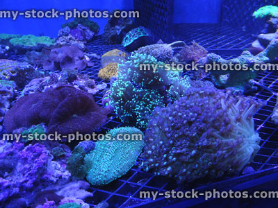 Stock image of living coral in marine aquarium under high intensity UV lights