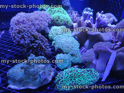 Stock image of coral farming marine fish tank propagating coral under UV lights