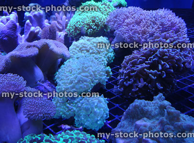 Stock image of coral farming marine aquarium propagating coral colony under UV-lights