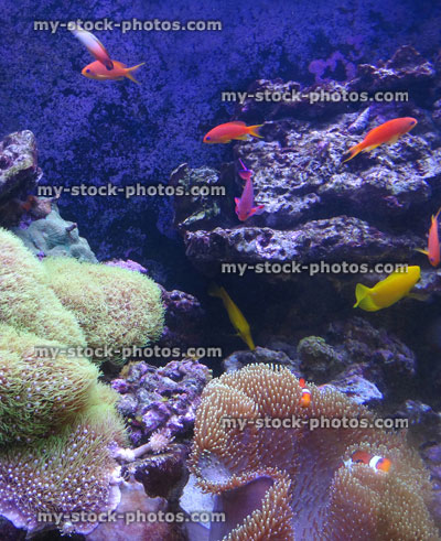 Stock image of tropical marine aquarium fish tank, real living coral reef