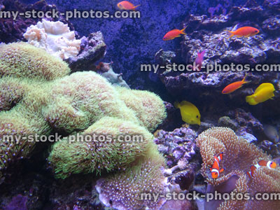 Stock image of tropical marine aquarium fish tank, real living coral reef