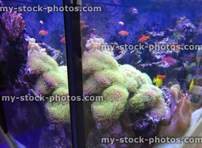 Stock image of tropical marine aquarium fish tank, real living coral reef