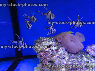 Stock image of captive bred Banggai Cardinal fish / Longfin Cardinalfish, marine aquarium tank, black and white