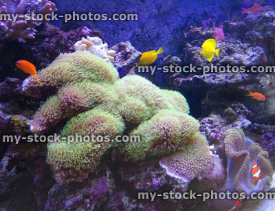 Stock image of tropical marine aquarium fish tank, real living coral reef