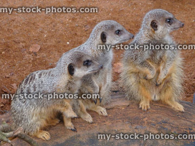 Stock image of three young meerkats sitting on desert rock, looking in one direction