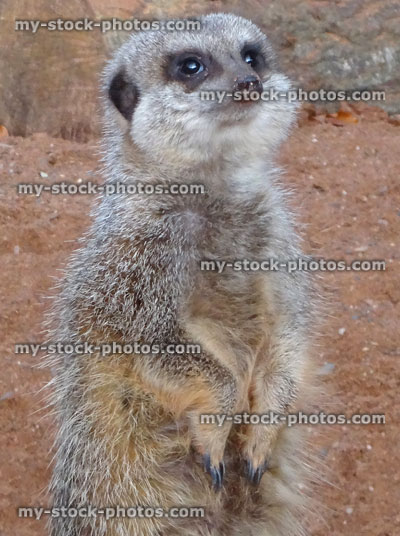 Stock image of single meerkat standing to attention, lookout guard sentry, guarding family