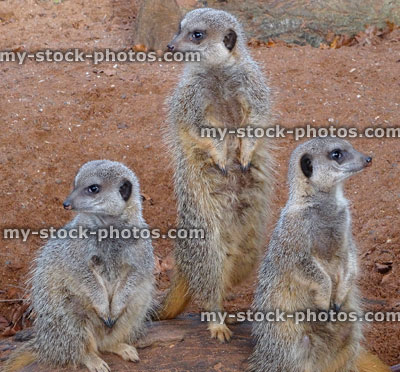 Stock image of three young meerkats sitting on desert rock, looking, lookout sentry