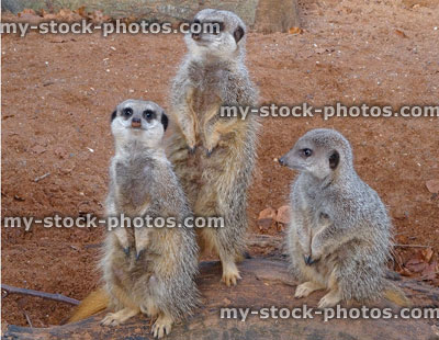 Stock image of three young meerkats sitting on desert rock, looking, lookout sentry