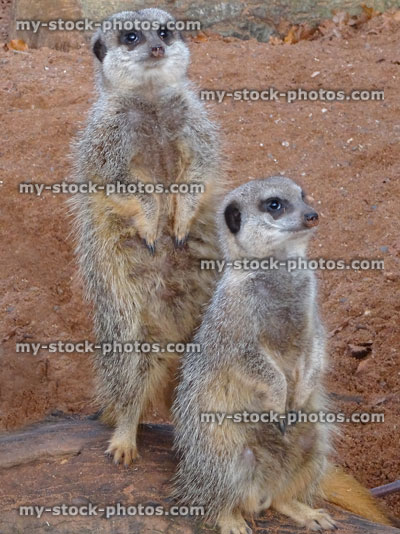 Stock image of two meerkats standing to attention, lookout guard sentry, guarding family