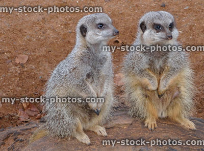 Stock image of two young meerkats standing / sitting on desert rock, wild mongoose