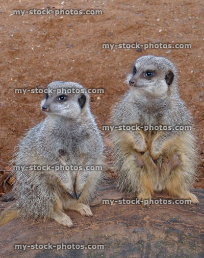 Stock image of two young meerkats standing / sitting on desert rock, wild mongoose