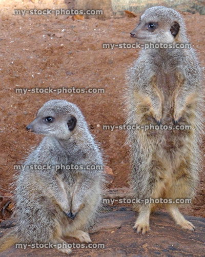Stock image of two meerkats standing to attention, lookout guard sentry, guarding family