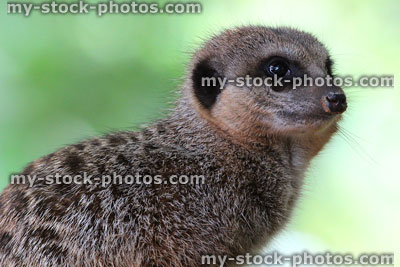 Stock image of one meerkat head close-up against blurred green background
