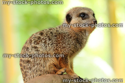 Stock image of meerkat sitting on-rock in sunshine against blurred background