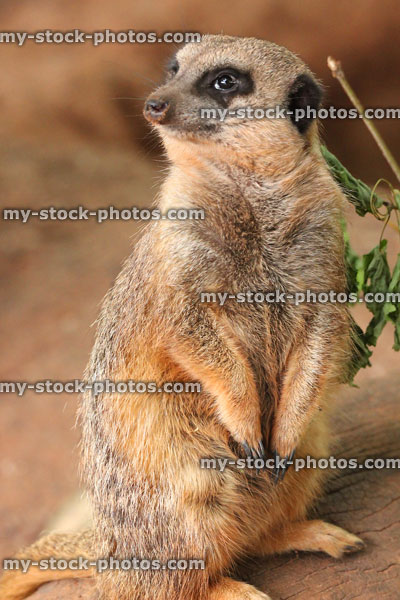 Stock image of standing meerkat sentinel watching family group / looking-for predators