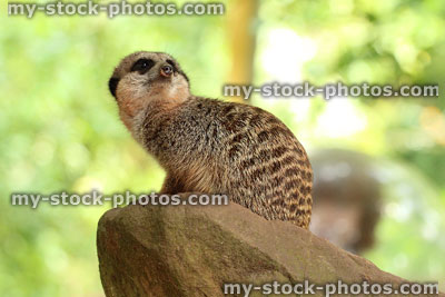 Stock image of meerkat sitting on rock, looking out for danger
