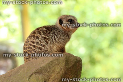 Stock image of meerkat sitting on rock against blurred garden background