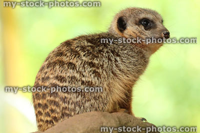 Stock image of cuddly meerkat sitting on rock against blurred leafy-background