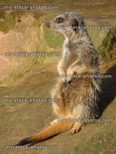 Stock image of single meerkat standing lookout, keeping watch over family