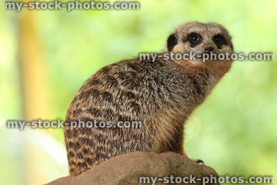 Stock image of meerkat looking at camera, on rock, isolated green-background